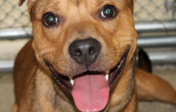 Brown dog who looks like he is smiling