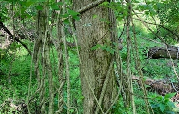 vines tree savers