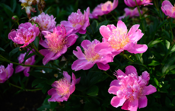 Image of pink peonies. 