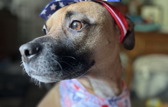 Cute dog with an American Flag themed bow on its head and a patriotic bandana.