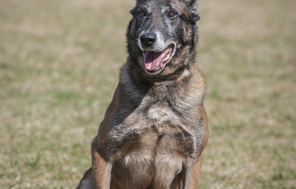K9
