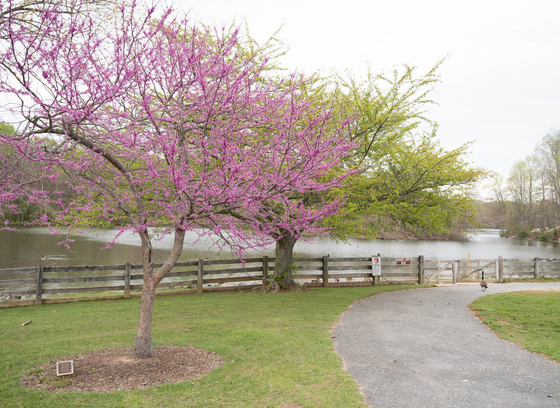 Cherry blossoms in Centennial Park