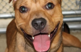 Brown dog who looks like he is smiling