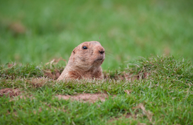 groundhog
