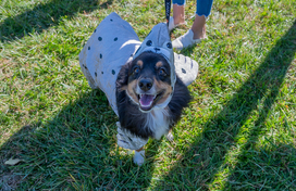 pet costume 