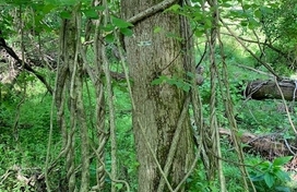 vines tree savers