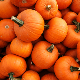 Pumpkins 