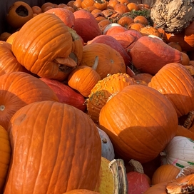 pile of pumpkins