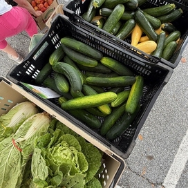 bins with cucumbers and other vegetables