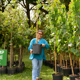 Annual Tree Giveaway